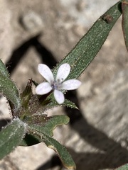Collomia tinctoria