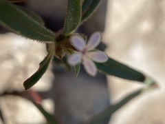 Collomia tinctoria