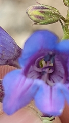 Penstemon leiophyllus