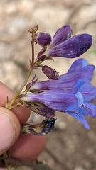Penstemon leiophyllus