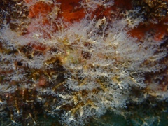 Nemalecium lighti