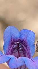 Penstemon leiophyllus