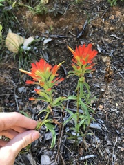 Castilleja pruinosa