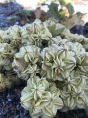 Glehnia littoralis