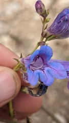 Penstemon leiophyllus