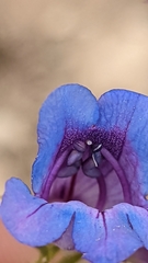 Penstemon leiophyllus