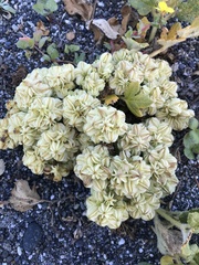 Glehnia littoralis