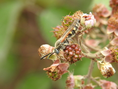 Colpa quinquecincta