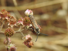 Colpa quinquecincta