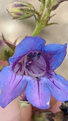 Penstemon leiophyllus