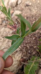 Penstemon leiophyllus