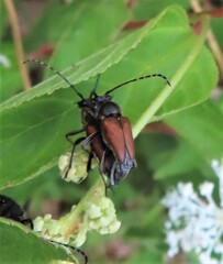 Brachyleptura