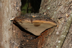 Phellinus badius