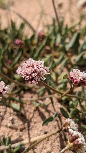 Image of Eriogonum panguicense by (c) Darrin Gobble, some rights reserved (CC BY)