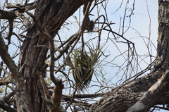 Tillandsia lorentziana