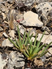 Phemeranthus parviflorus