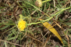 Grindelia oolepis