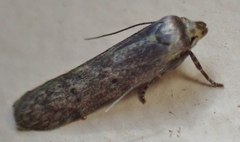 Hypatopa