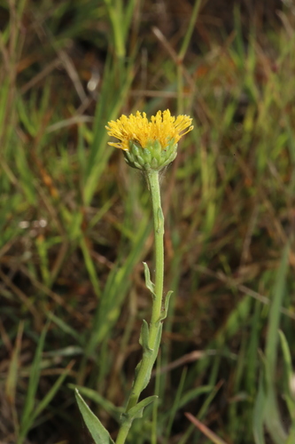 Image of Plains Gumweed (Grindelia oolepis) by (c) Reid Hardin, some rights reserved (CC BY)