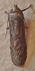 Hypatopa
