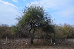 Prosopis alba