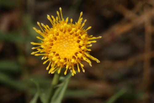 plains gumweed (Grindelia oolepis)