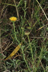 Grindelia oolepis