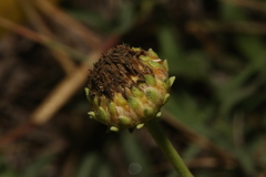 Grindelia oolepis
