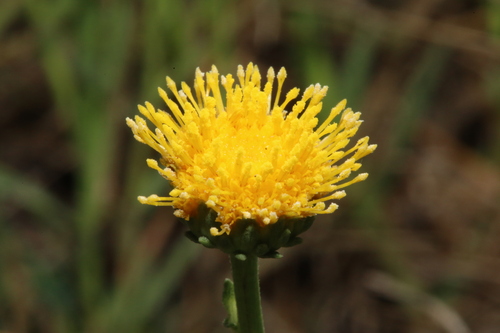 Image of Plains Gumweed (Grindelia oolepis) by (c) Reid Hardin, some rights reserved (CC BY)