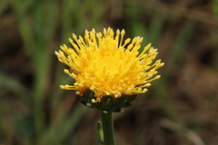 Grindelia oolepis