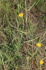 Grindelia oolepis