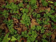 Polygaloides paucifolia