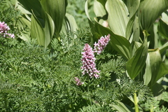 Corydalis caseana