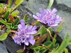 Scabiosa lacerifolia