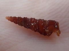 Vermicularia spirata