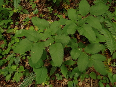 Ligusticum canadense