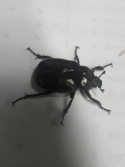 Osmoderma eremicola