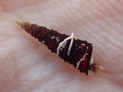 Vermicularia spirata