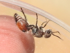 Dasymutilla texanella