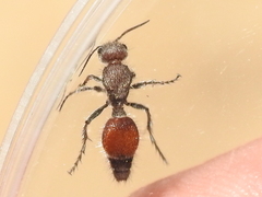 Dasymutilla texanella