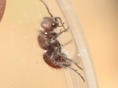 Dasymutilla texanella