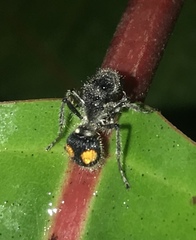 Hoplomutilla pardalis