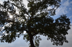 Schinopsis lorentzii