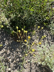 Erigeron inornatus