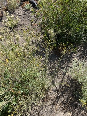 Erigeron inornatus