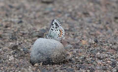 Euphilotes heracleoides