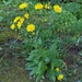 Common Hawkweed - Photo (c) Dominic Gentilcore, some rights reserved (CC BY), uploaded by Dominic Gentilcore
