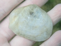 Leporimetis ephippium