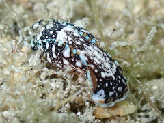 Camachoaglaja berolina