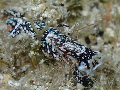 Camachoaglaja berolina